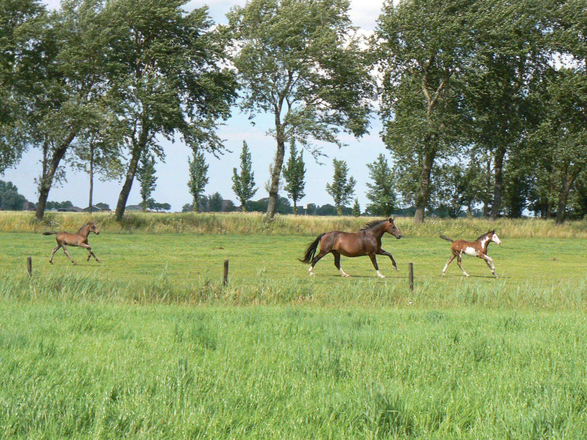 Groningen Buiten B&B Zuidhorn Zewnętrze zdjęcie